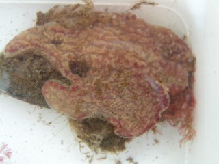 botrylloides violaceus botrylloides violaceus