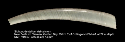Siphonodentalium delicatulum