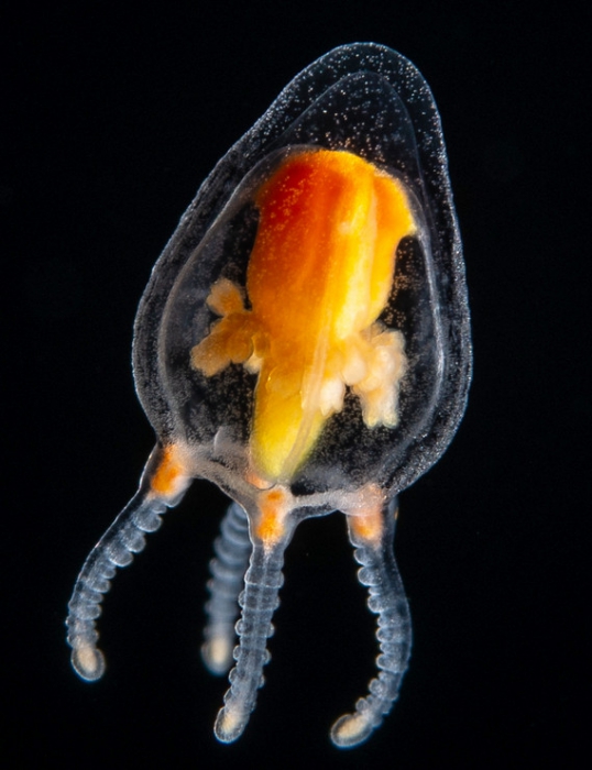 Euphysilla pyramidata, bell height 2.5 mm, Gulf Stream off Florida, USA Euphysilla pyramidata, bell height 2.5 mm, Gulf Stream off Florida, USA