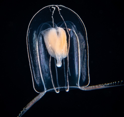 Apatizanclea mayeri, bell height 6 mmn Gulf Stream off Florida, USA