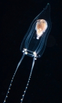 Zancleopsis dichotoma, bell height 3 mm, Gulf Stream off Florida, USA