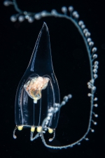 Zancleopsis cabela,bell height 10 mm, Gulf Stream off Florida, USA