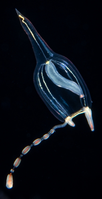 Corymorpha gracilis, bell height 4 mm, Gulf Stream off Florida, USA