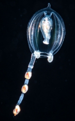 Corymorpha floridana, 2 mm bell, Gulf Stream off Florida, USA