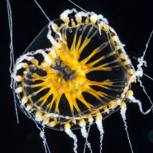 Staurodiscus luteus, size 2-3 mm, Gulf Stream off Florida, USA