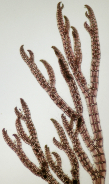 Streblocladia collabens Streblocladia collabens