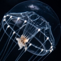 Hydrozoa (hydroids)