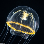 Wuvula ochracea, medusa, 4 mm diameter, Gulf Stream off Florida, USA