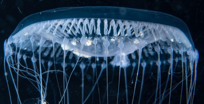 Aequorea neocyanea, medusa, diameter 60 mm, Gulf Stream off Florida, USA