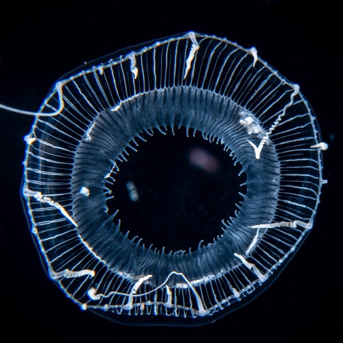 Aequorea taiwanensis, diameter 31 mm, Gulf Stream off Florida, USA