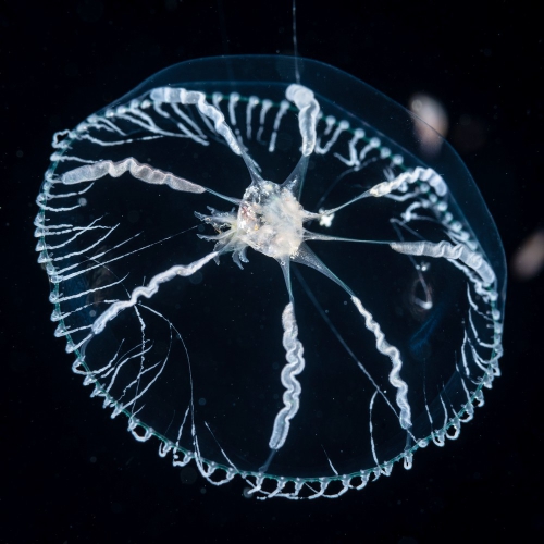 Octophialucium aphrodite, 24 mm, Gulf Strea off Florida, USA