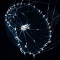 Hydrozoa (hydroids)