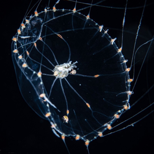 Octophialucium irregularis, 8 mm diameter, Gulf Stream off Florida, USA