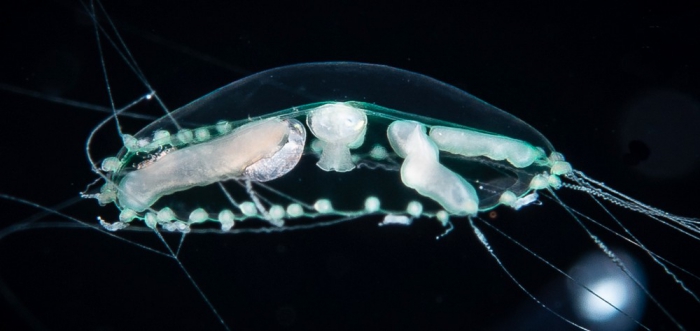 Clytia linearis, medusa stage, 3.5 mm diameter, Gulf Stream off Florida, USA Clytia linearis, medusa stage, 3.5 mm diameter, Gulf Stream off Florida, USA