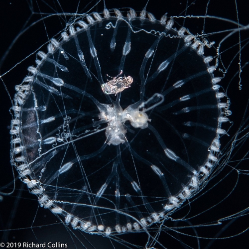 Gastroblasta timida, 6 mm, Gulf Stream off Florida, USA