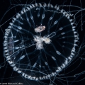 Hydrozoa (hydroids)