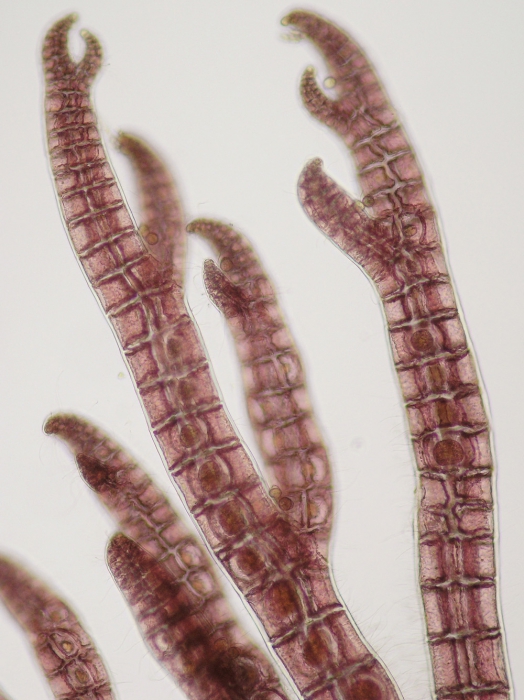 Streblocladia collabens Streblocladia collabens