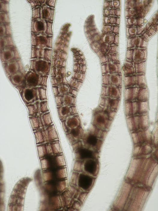 Streblocladia collabens Streblocladia collabens