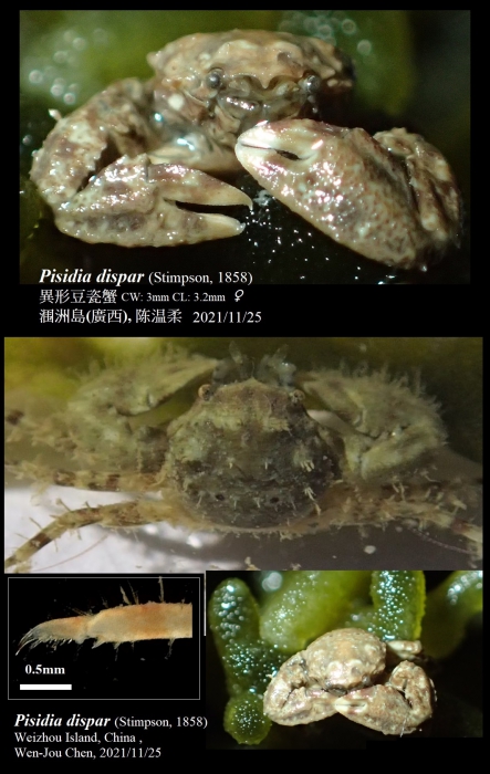 Pisidia dispar (Stimpson, 1858) Pisidia dispar (Stimpson, 1858)