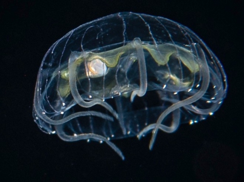 Pegantha polystriata, 5 mm size, Gulf Stream off Florida