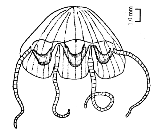 Pegantha polystriata, from Xu et al. (2014)