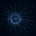 Hydrozoa (hydroids)