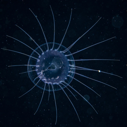 Solmaris corona, diameter 9 mm, Gulf Stream off Florida, USA