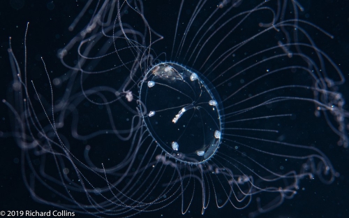 Amphogona apsteini, bell size 2 mm, Gulf Stream off FLorida, USA