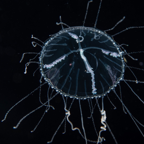 Olindias tenuis, diameter 23 mm, Gulf Stream off Florida, USA