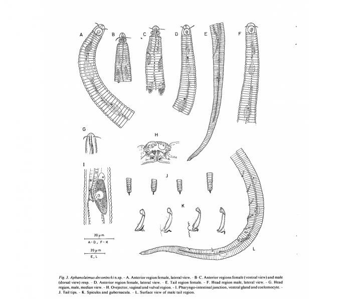 Aphanolaimus deconincki