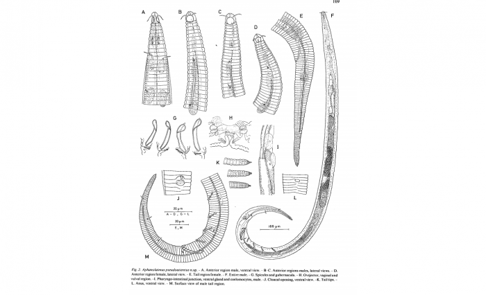Original description (Coomans & De Waele, 1983) Original description (Coomans & De Waele, 1983)