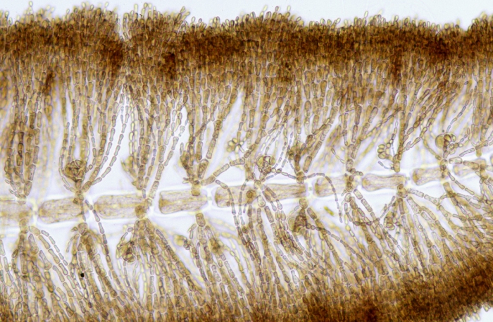 Thuretella schousboei