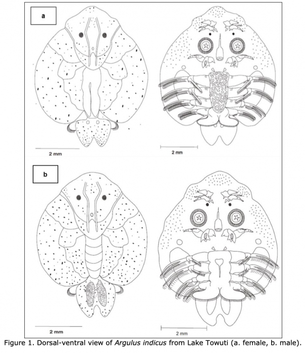 Argulus indicus