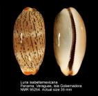 Luria isabellamexicana