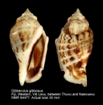 Gibberulus gibbosus