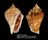 Gibberulus albus
