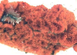 Botrylloides violaceus Botrylloides violaceus