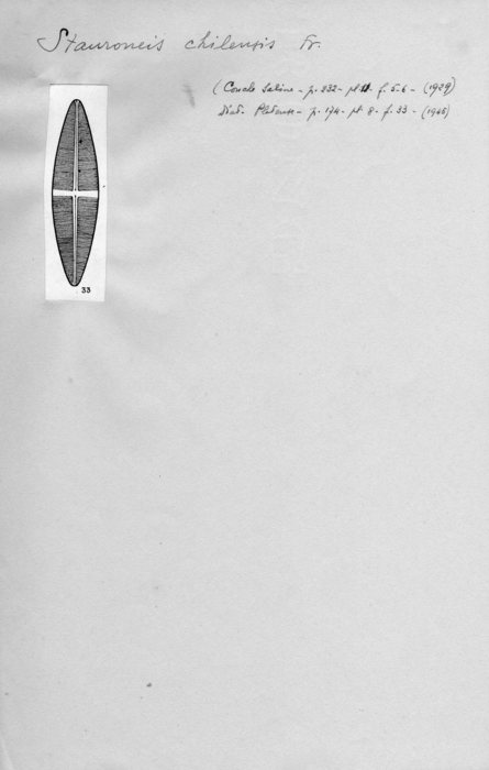 Stauroneis chilensis Stauroneis chilensis