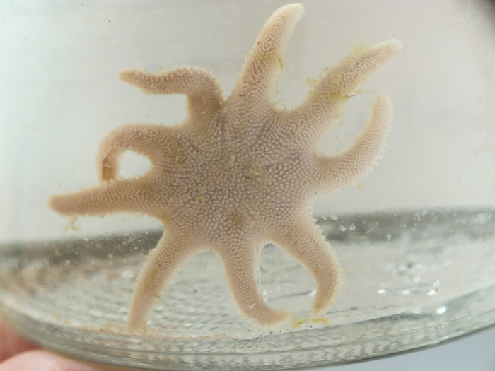 Solaster syrtensis - aboral view Solaster syrtensis - aboral view