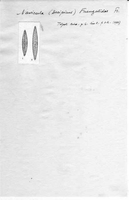 Navicula fuenzalidae Navicula fuenzalidae