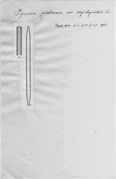 Synedra platensis var. oxyrhynchus Synedra platensis var. oxyrhynchus