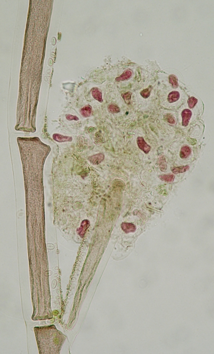 Tiffaniella capitata Tiffaniella capitata