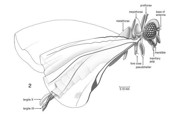 Cretostylops engeli Cretostylops engeli