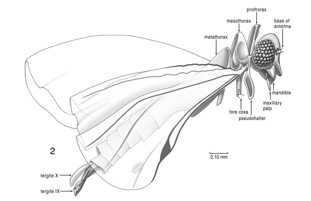 Cretostylops engeli