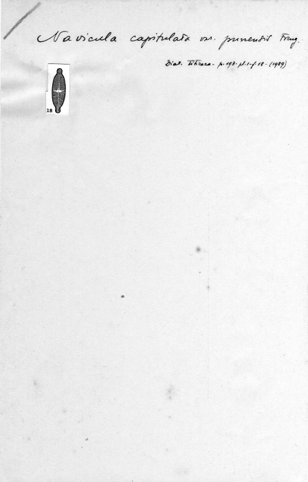 Navicula capitulata var. punensis Navicula capitulata var. punensis