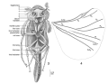 Cretostylops engeli