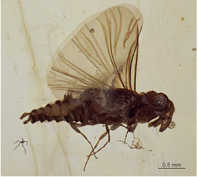 Phthanoxenos nervosus Phthanoxenos nervosus