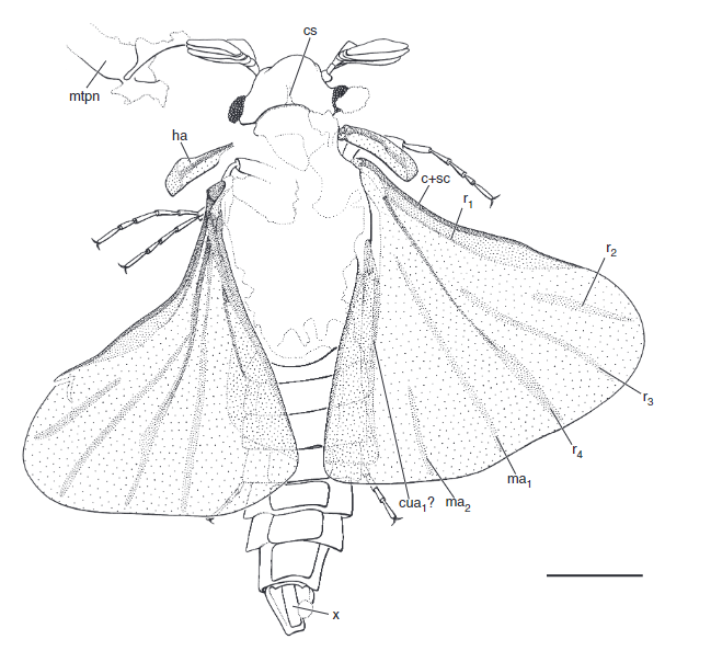 Kinzelbachilla ellenbergeri