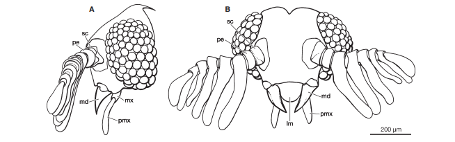 Bahiaxenos relictus