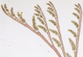 Rhodophyta (red algae)